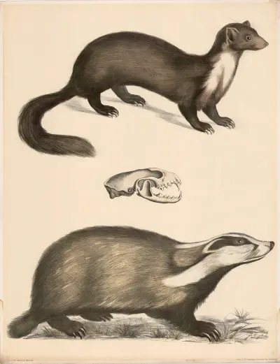 Marder (Mustelä martes) natürl Grösse Sein Schädel Dachs (Meles vulgaris), Franz Engleder