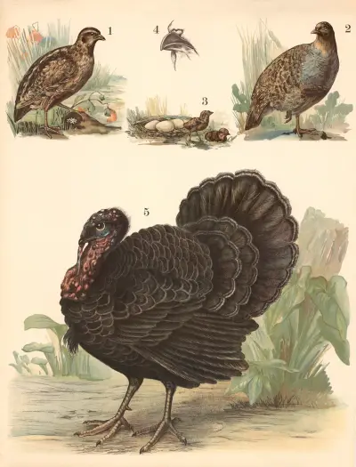 Quail, partridge, turkey, Franz Engleder
