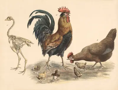Rooster, hen, Franz Engleder