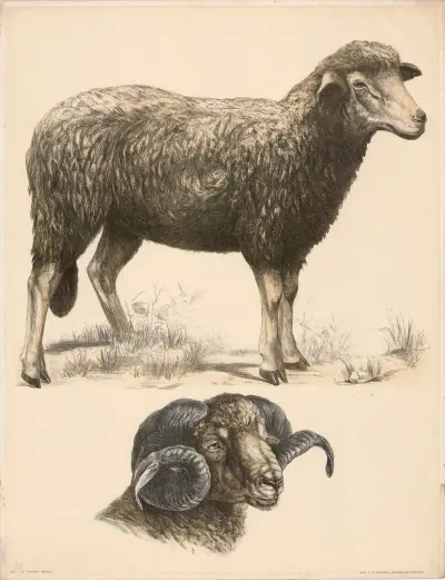 Schaf (Ovis aries) Kopf des Widders, Franz Engleder