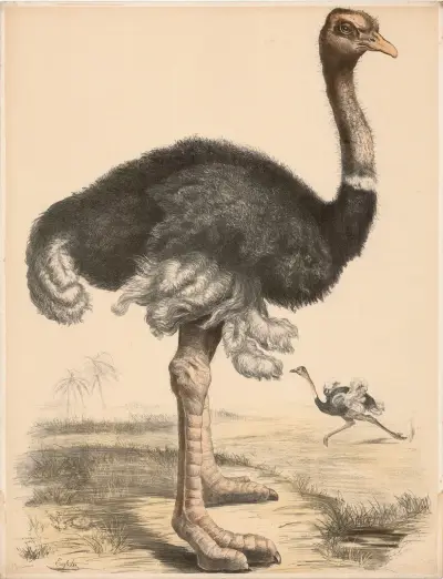Strauss (Struthio camelus), Franz Engleder
