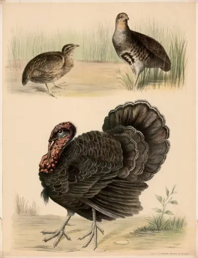 Wachtel, (Coturnix communis) Rebhuhn, (Perdrix cinerea) Truthahn, (Meleagris gallopavo), Franz Engleder