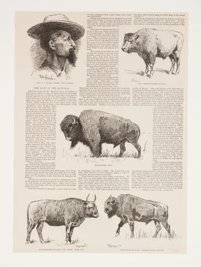 6 Zeichnungen von amerikanischen Bisons und Porträt von Ho.N.C.J. Jones, Garden City, Kansas von Frederic Remington