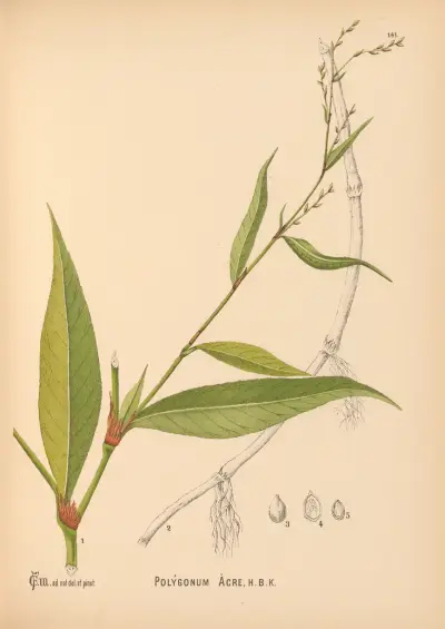 Medicinal Plants Pl.037 av Charles Frederick Millspaugh