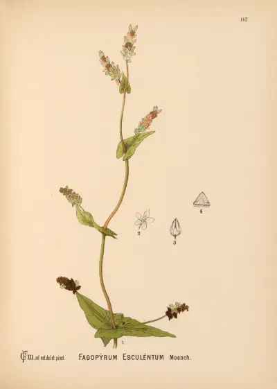 Medicinal Plants Pl.038 von Charles Frederick Millspaugh