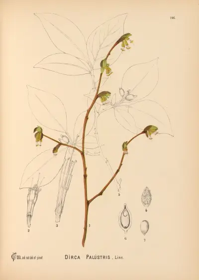 Medizinalpflanzen Pl. 042 von Charles Frederick Millspaugh