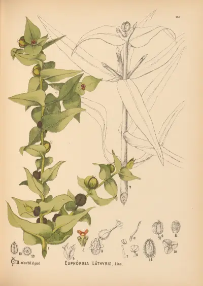 Medizinalpflanzen Taf. 47 von Charles Frederick Millspaugh