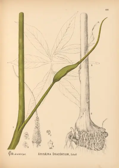 Medicinal Plants Pl.067 von Charles Frederick Millspaugh