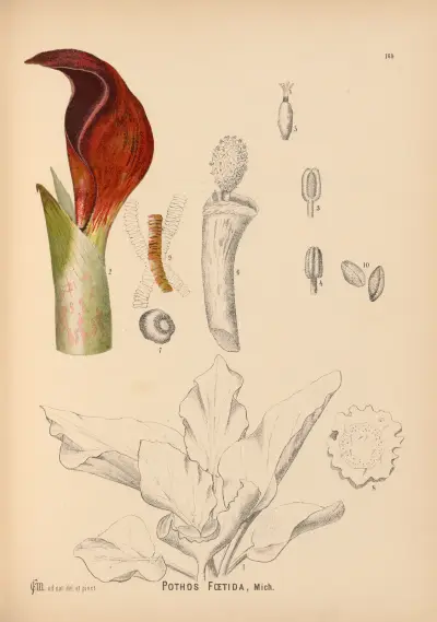 Medizinische Pflanzen Pl. 68 von Charles Frederick Millspaugh