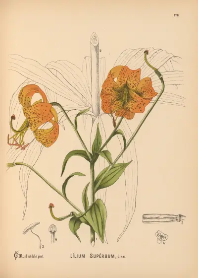 Medizinalpflanzen Taf. 078 von Charles Frederick Millspaugh