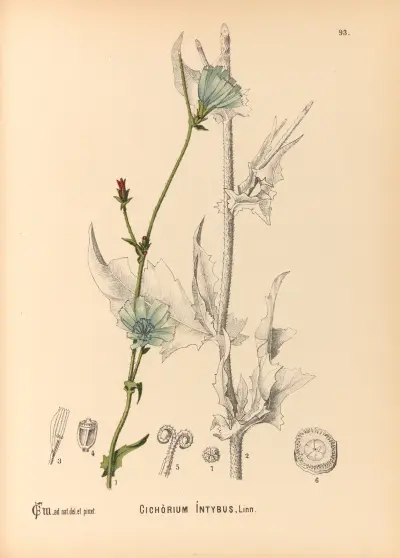 Medizinalpflanzen Taf. 087 von Charles Frederick Millspaugh