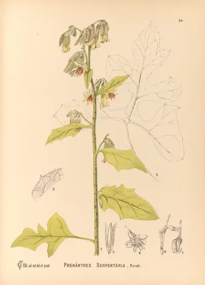 Medizinalpflanzen Taf. 088 von Charles Frederick Millspaugh