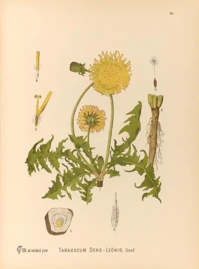 Medizinische Pflanzen Pl. 089 von Charles Frederick Millspaugh