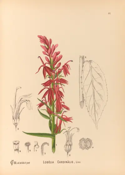 Medizinalpflanzen Pl.091 von Charles Frederick Millspaugh