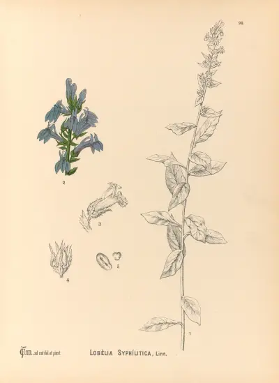 Medicinal Plants Pl.092 von Charles Frederick Millspaugh