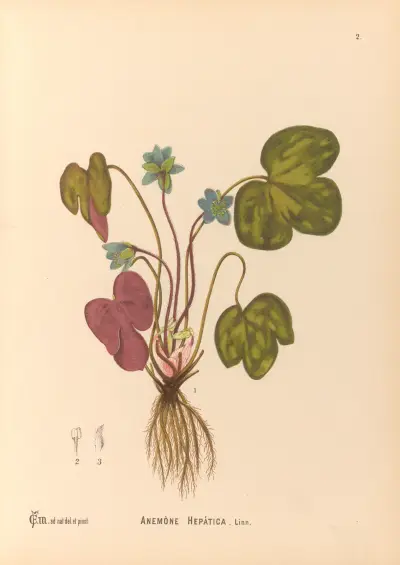 Medizinalpflanzen Pl. 095 von Charles Frederick Millspaugh