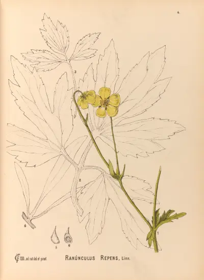 Medicinal Plants Pl.097 av Charles Frederick Millspaugh