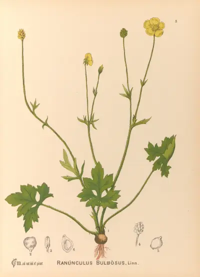 Medizinalpflanzen Taf. 098 von Charles Frederick Millspaugh