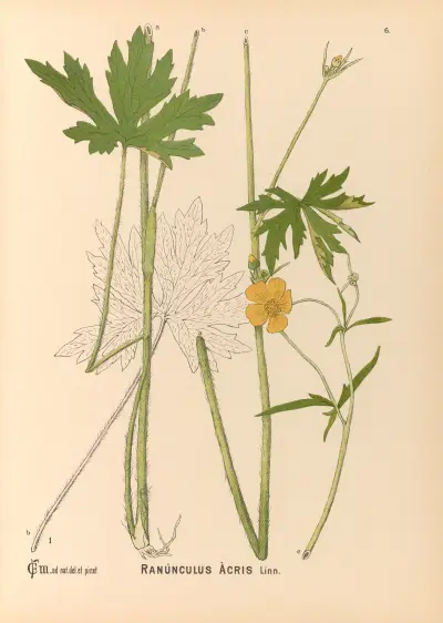 Medicinal Plants Pl.099 von Charles Frederick Millspaugh