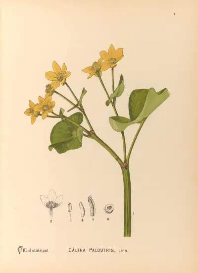 Medizinische Pflanzen Taf. 100 von Charles Frederick Millspaugh