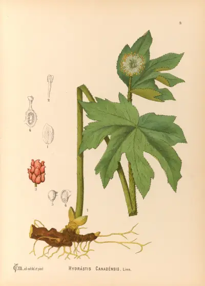 Medicinal Plants Pl.102 von Charles Frederick Millspaugh
