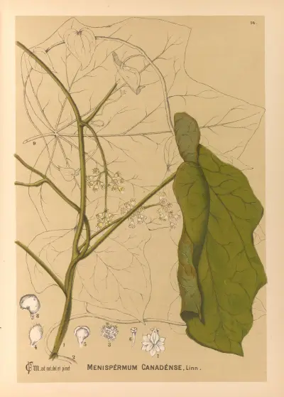 Medizinalpflanzen Taf. 107 von Charles Frederick Millspaugh