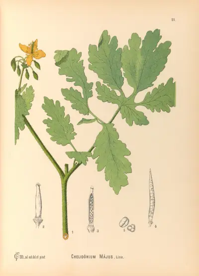 Medizinalpflanzen Taf. 114 von Charles Frederick Millspaugh