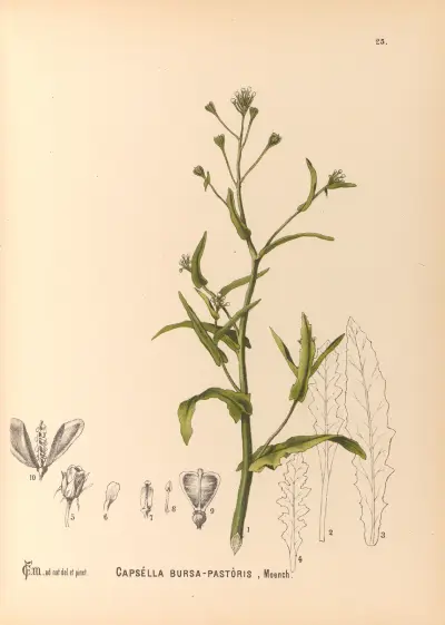 Medizinalpflanzen Pl. 118 von Charles Frederick Millspaugh