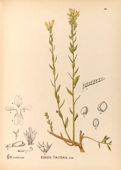 Medizinalpflanzen Taf. 139 von Charles Frederick Millspaugh