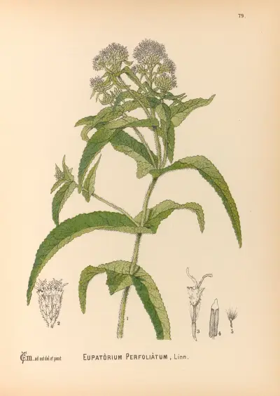 Medizinalpflanzen Pl. 172 von Charles Frederick Millspaugh