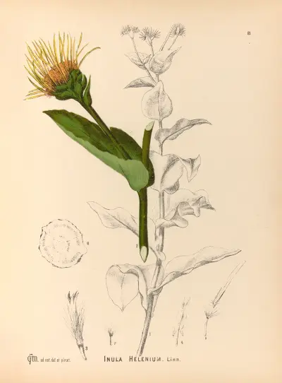 Medizinische Pflanzen Taf. 174 von Charles Frederick Millspaugh