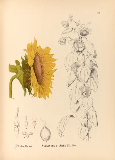 Medizinalpflanzen Pl. 176 von Charles Frederick Millspaugh