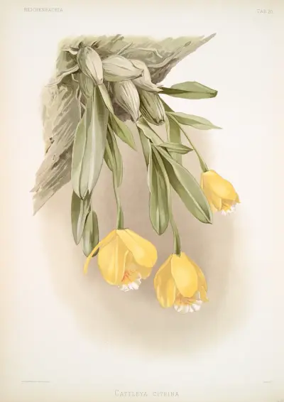 Cattleya citrina. av Frederick Sander