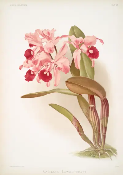Cattleya lawrenceana. av Frederick Sander