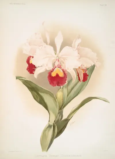 Cattleya trianaei schroederiana. av Frederick Sander