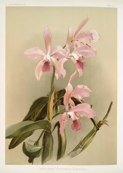 Cattleya victoria regina. av Frederick Sander
