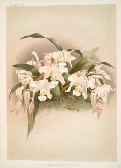 Coelogyne cristata maxima. av Frederick Sander