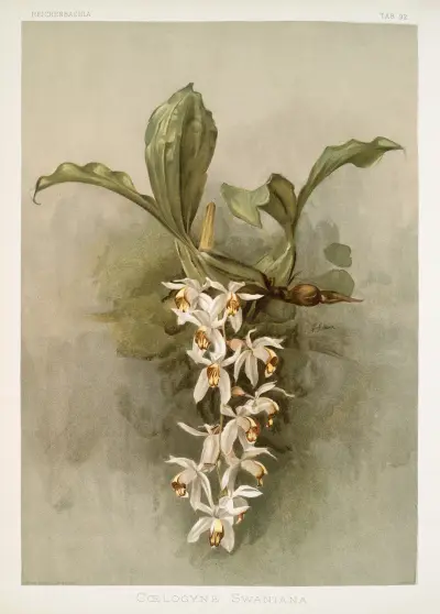 Coelogyne swaniana. av Frederick Sander