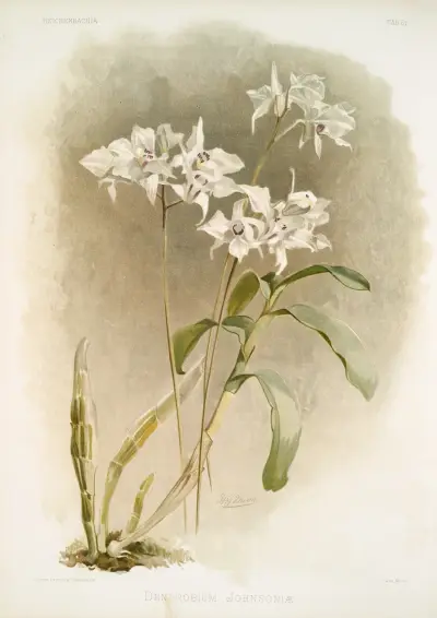 Dendrobium Johnsoniæ. av Frederick Sander