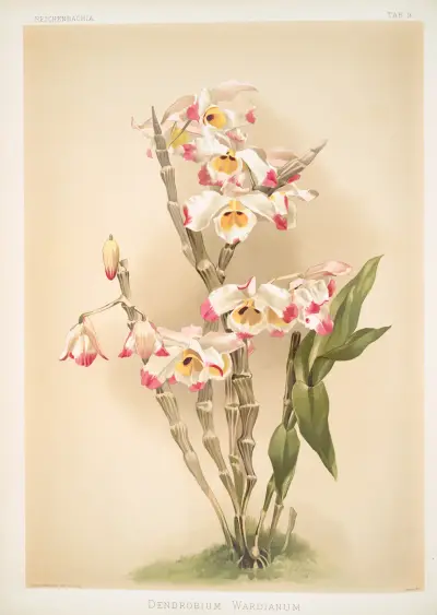 Dendrobium wardianum. av Frederick Sander