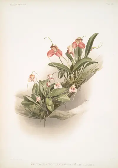 Masdevallia shuttleworthii and M. xanthocorys. av Frederick Sander