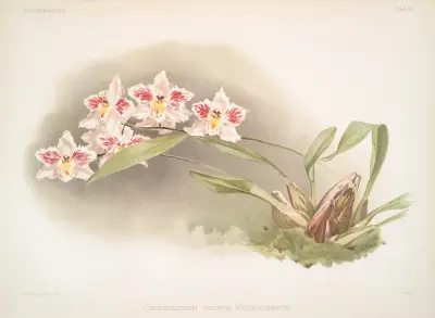 Odontoglossum crispum Kinlesideanum. av Frederick Sander
