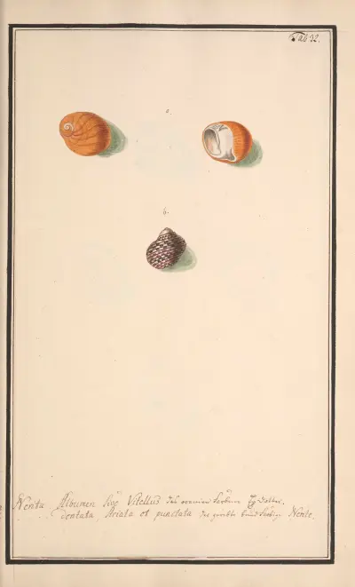 Conchylia picta ad naturam a pictore academico Pl.032, Andreas Friedrich Happe