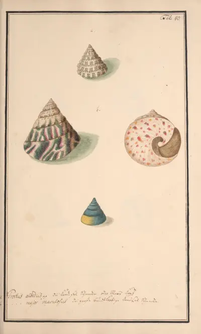 Conchylia picta ad naturam a pictore academico Pl.040, Andreas Friedrich Happe