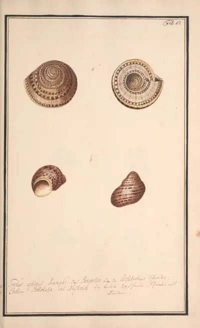 Conchylia picta ad naturam a pictore academico Pl.053, Andreas Friedrich Happe
