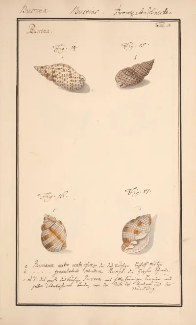 Conchylia picta ad naturam a pictore academico Pl.058, Andreas Friedrich Happe