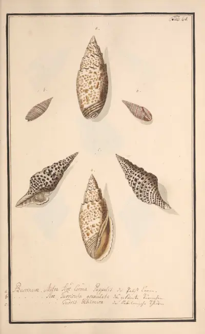 Conchylia picta ad naturam a pictore academico Pl.064, Andreas Friedrich Happe