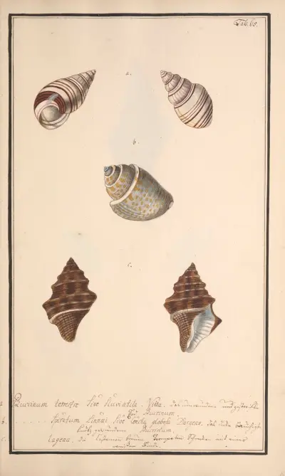 Conchylia picta ad naturam a pictore academico Pl.065, Andreas Friedrich Happe