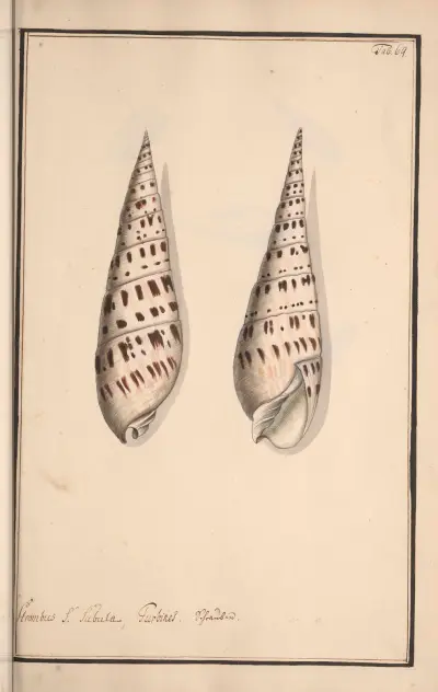 Conchylia picta ad naturam a pictore academico Pl.069 av Andreas Friedrich Happe