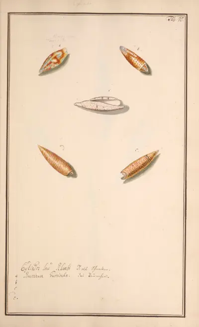 Conchylia picta ad naturam a pictore academico Pl.070, Andreas Friedrich Happe